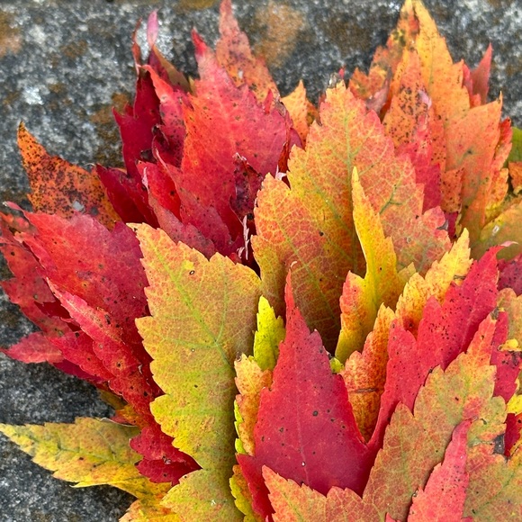 Meet your Posher, Posh - Picture 8 of 10